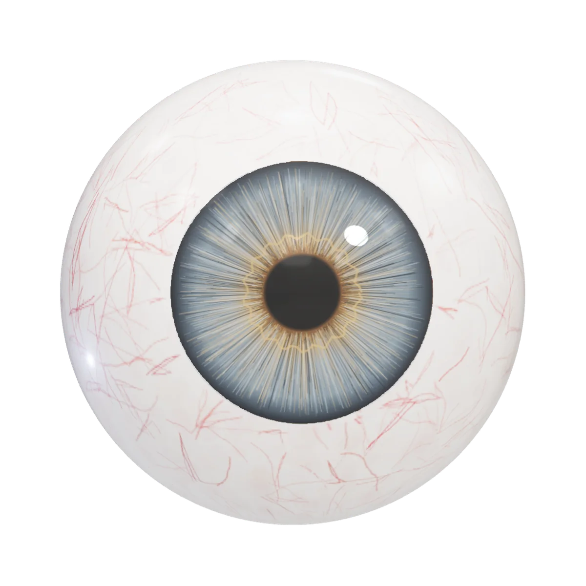 3D cross-section of the human eye showing the retina, macula, optic disc and blood vessels